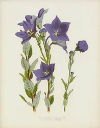 The Chinese Platycode